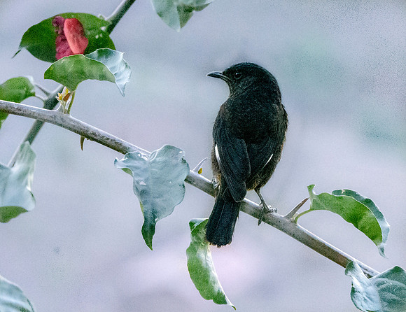 Ruppell's black chat