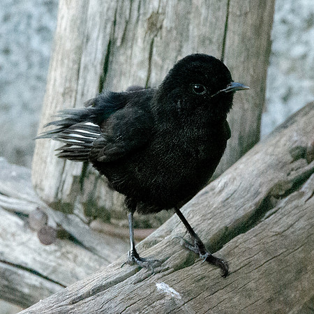 Ruppell's black chat
