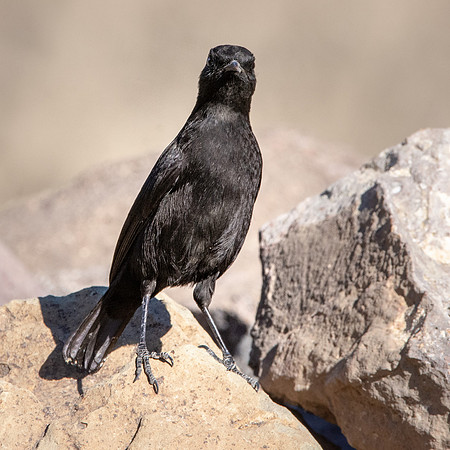 Ruppell's black chat