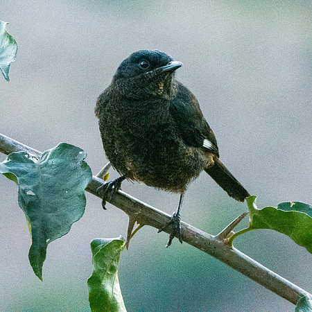 Ruppell's black chat