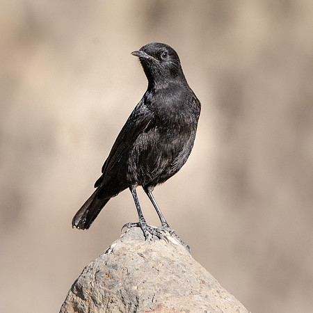 Ruppell's black chat