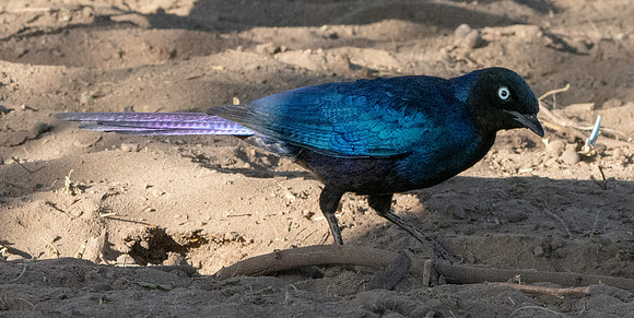 Ruppell's starling
