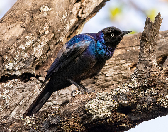 Ruppell's starling
