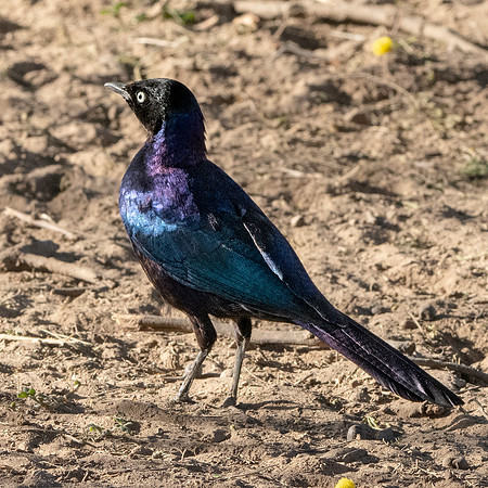 Ruppell's starling