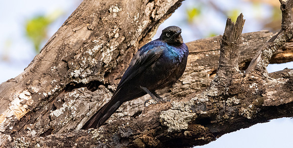 Ruppell's starling