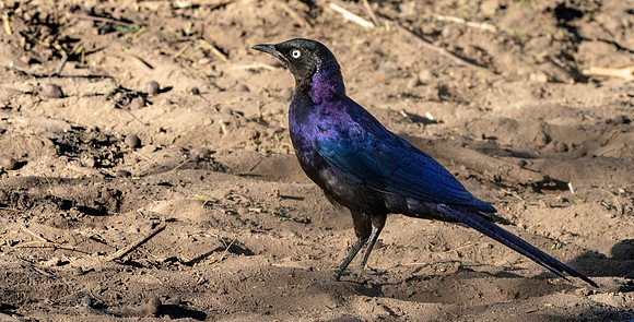 Ruppell's starling