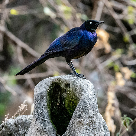 Ruppell's starling