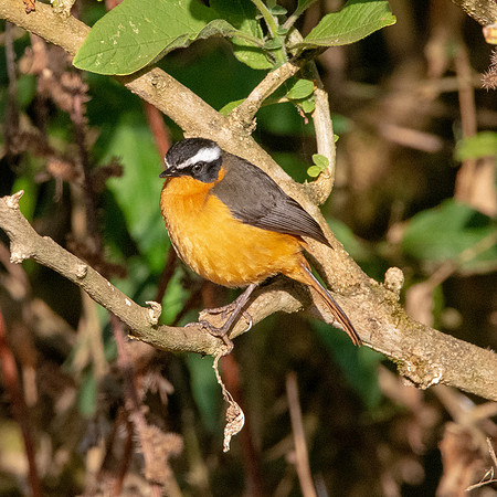 Ruppell's robin chat