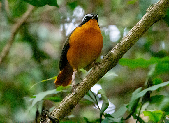 Ruppell's robin chat