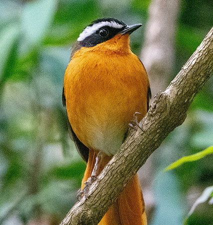 Ruppell's robin chat