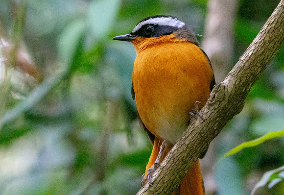 Ruppell's robin chat
