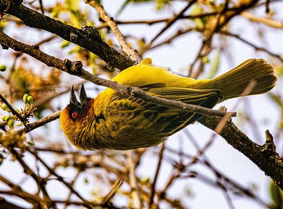 Ruppell's weaver