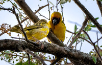 Ruppell's weaver