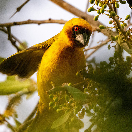 Ruppell's weaver