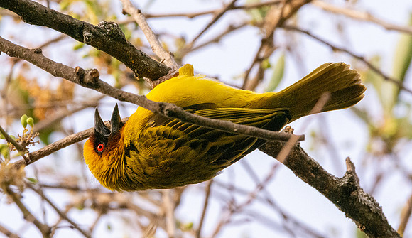 Ruppell's weaver