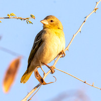 Ruppell's weaver