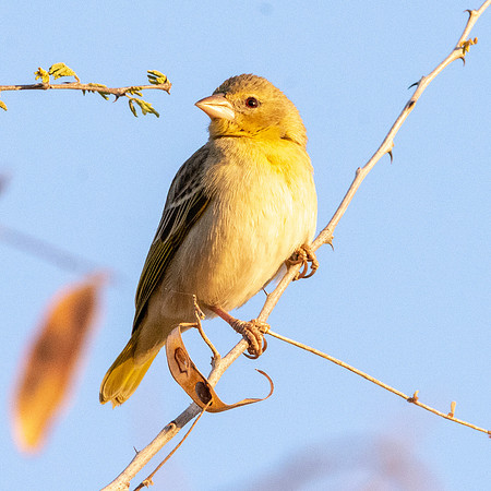 Ruppell's weaver