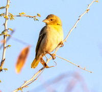 Ruppell's weaver