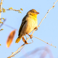 Ruppell's weaver