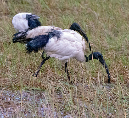 Sacred Ibis
