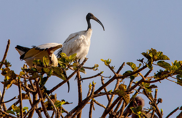 Sacred Ibis
