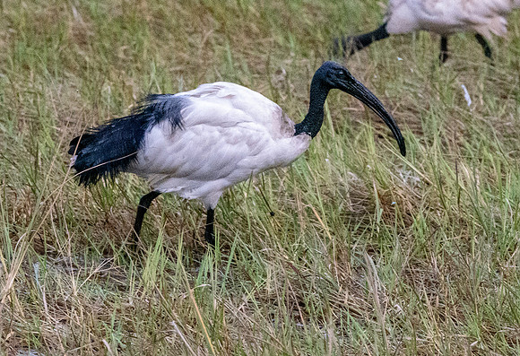 Sacred Ibis