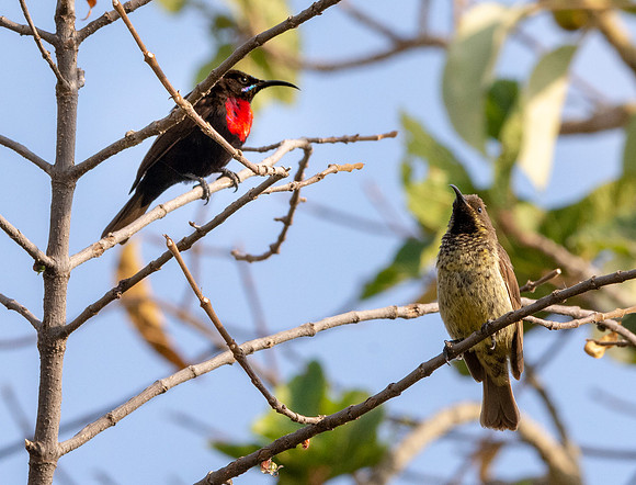Scarlet chested sunbird