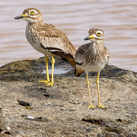 Senegal thick-knee