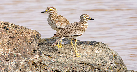 Senegal thick-knee
