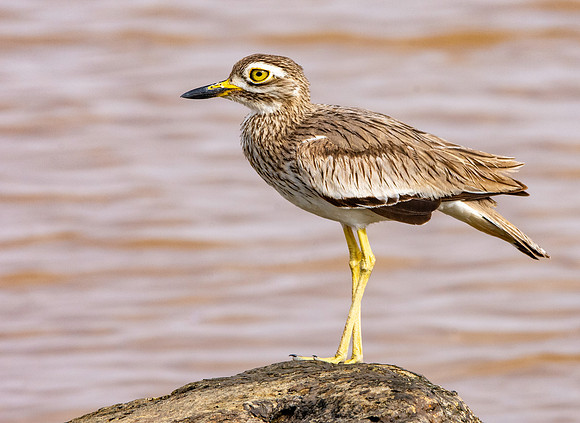 Senegal thick-knee
