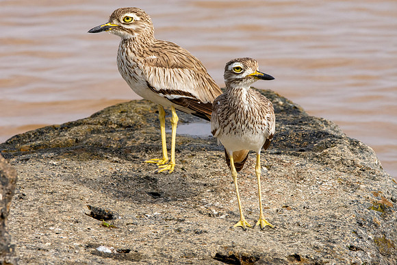 Senegal thick-knee