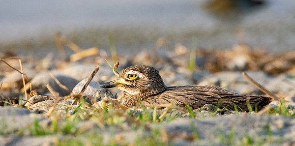Senegal thick-knee