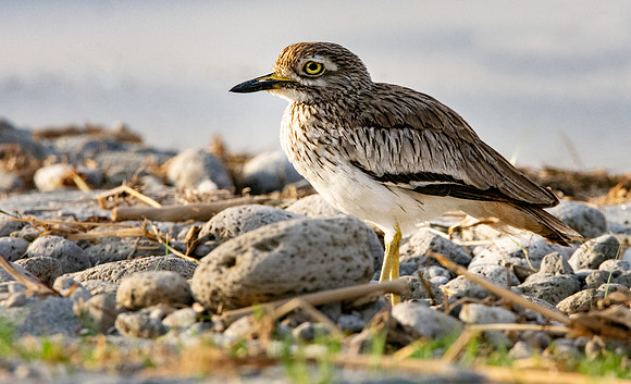 Senegal thick-knee