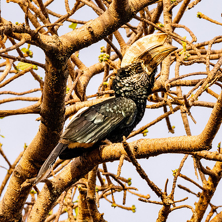 Silvery cheeked hornbill