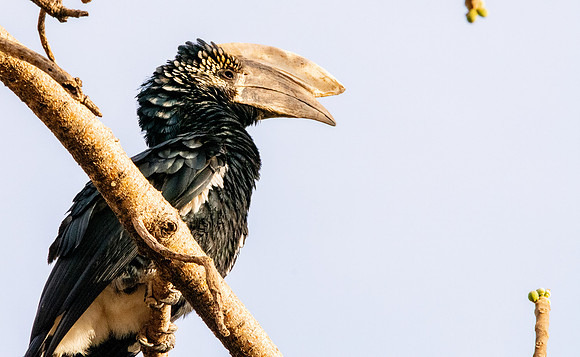 Silvery cheeked hornbill