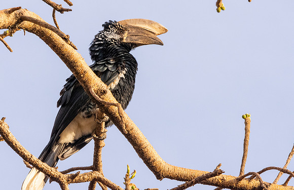 Silvery cheeked hornbill