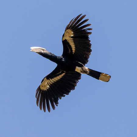Silvery cheeked hornbill