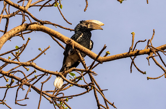 Silvery cheeked hornbill
