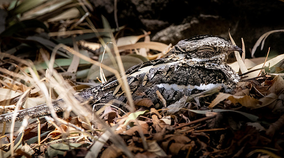 Slender tailed nightjar