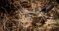Slender tailed nightjar