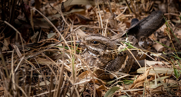 Slender tailed nightjar