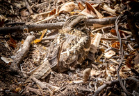 Slender tailed nightjar