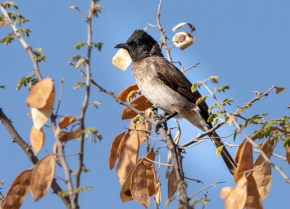 Somali bulbul