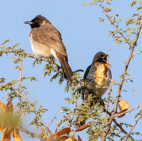 Somali bulbul
