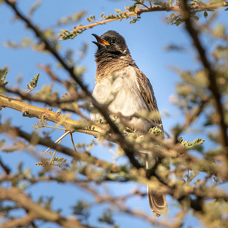 Somali bulbul
