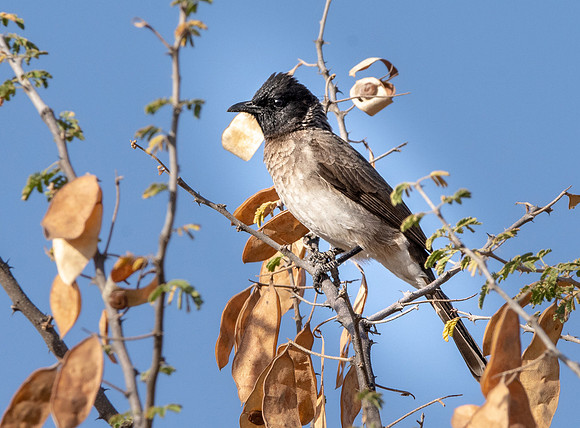 Somali bulbul