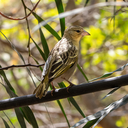Southern brown throated weaver