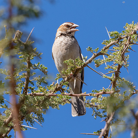 Speckle fronted weaver