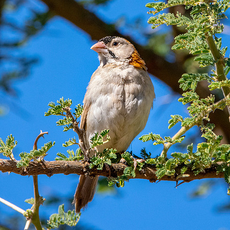 Speckle fronted weaver