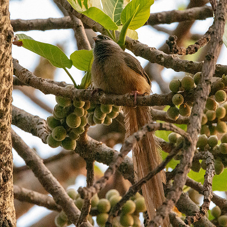 Speckled Mousebird